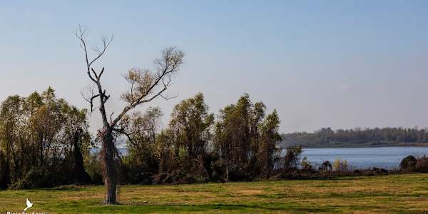 Treebeard: The Ancient Cottonwood Holding the Mississippi Levee Together