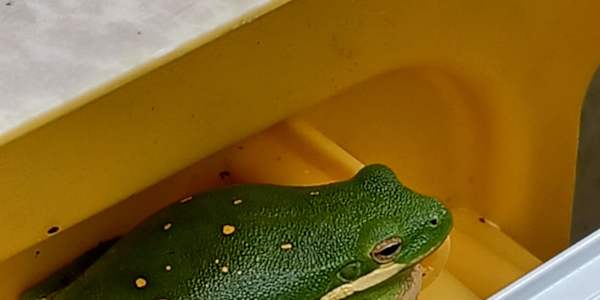 Who's That Barking Outside My Door? We haven’t had a dog since our