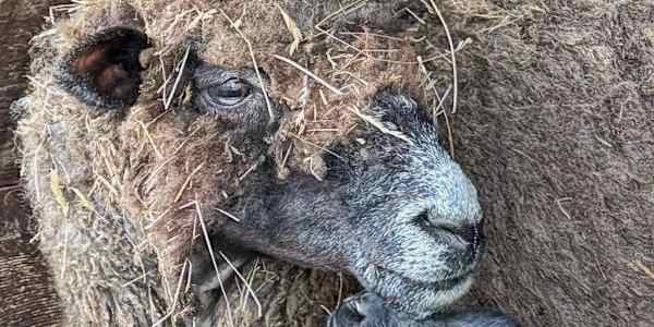 I Met the Wooly Orphans Mothering, in Lambspeak.