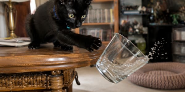 Demented zoomies &nbsp;Once Wick entered his demon-cat era, the house