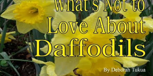 What's Not to Love About Growing Daffodils It’s no surprise, cheerful