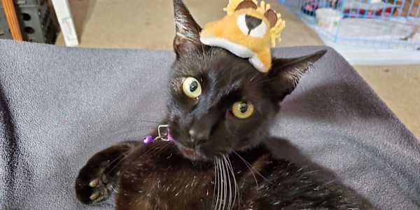 For Tender Hearts: A Farewell to Tigger &nbsp;“Tigger passed first. He was