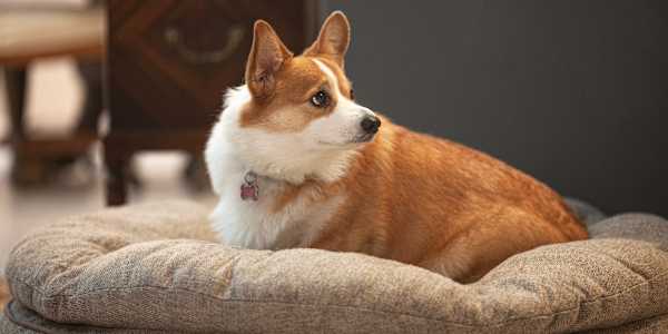 Nugget is five years old! Time flies. I can't believe it's been five years