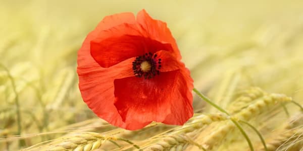 My favorite WWI novels - Part 2 It turns out I have more favorite WWI