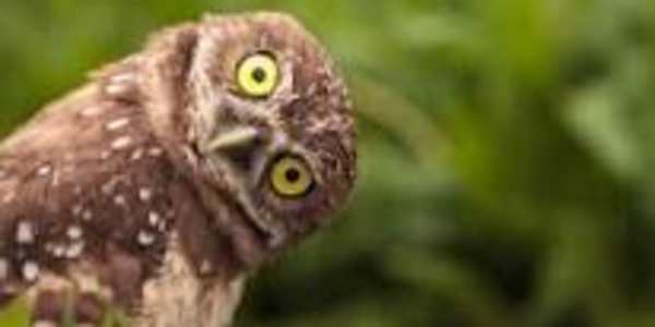 Curiosity regarding what?  "The public has an insatiable curiosity to know