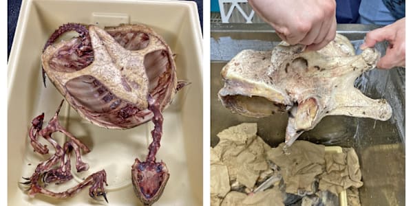 Oddsconsin 32 – Flesh-Eating Beetles Since 1950, the University of
