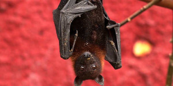 Where to watch bats in Houston  Because not all bats want to live in