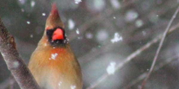 The Cardinal Crime By the end of this year to the beginning of 2026, I plan
