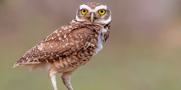 5-STAR REVIEW by Pikasho Deka from Readers' Favorite WILDLIFE'S SECOND