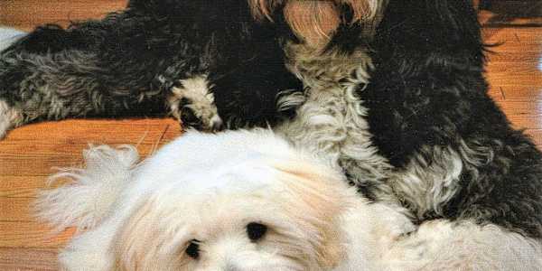 Dogs!! I truly love my dogs. They keep me active and healthier. Because of