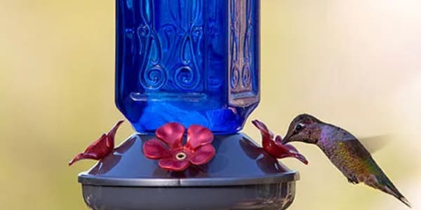 All About Hummingbird Fall Migration Fall Migration for hummingbirds is