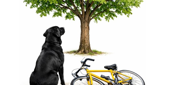 Diamonds in the Tree — Finding the Happiness We Keep Looking For By Braam