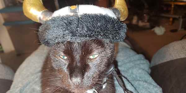 Return of the cat &nbsp;Poor Shyla handled it better than