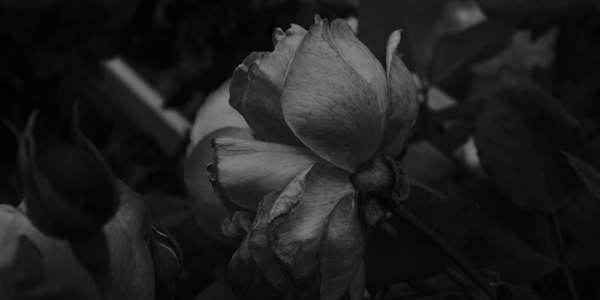 If I Were to Die If I were to die this year, a pleasant end to misery,It