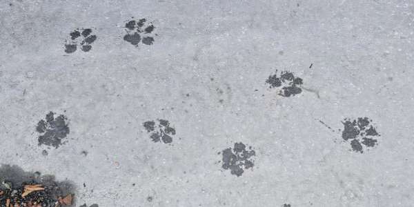 A PAW-SHAPED REMINDER A joy wrapped in furA huge bundle of