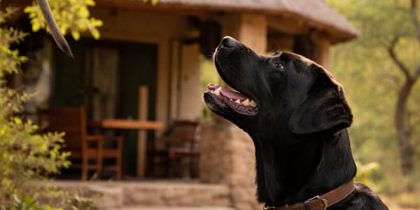 Bella’s Bushveld Chronicles – The First Monkey The bungalow at Kromdraai