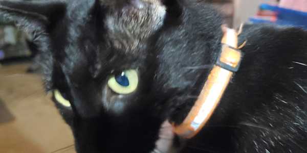 Wick’s Furry Recruitment Program (Also Known As “The Cat Door”) &nbsp;The