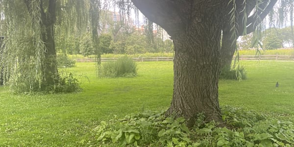 Lawn Mowing Saved My Life As a child, there was little I was good at. That