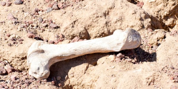 The Bone of Contention Peter had only worked for the company for three days