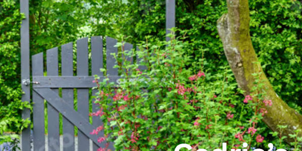 Cedric Crosses the Threshold Larissa was arranging fresh lavender in a