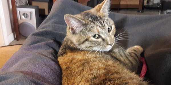 Of course, “something” comes with rules.  &nbsp;Rules Tigra enforces with