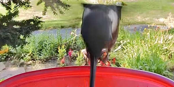 Welcome Rudy (Throated Hummingbird)! I received a Birdbuddy Smart