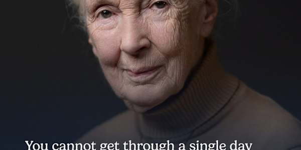 Tuesdays with Terri - 10/7/25 Honoring Jane Goodall Tuesdays with Terri ~