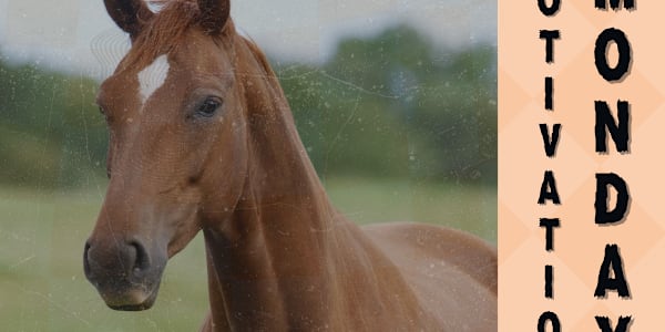 MOTIVATION MONDAY - SUBJECT #5 OF 104 A Horse with No Name&nbsp; It was a