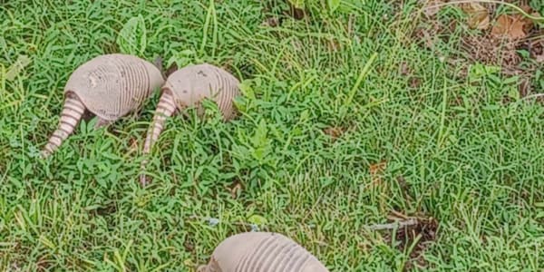 All About Armadillos Along Holly Creek, we never know what wild animals