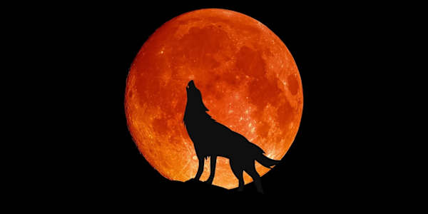 Feral Dawn — Coming Halloween 2025 The nightmare isn’t over.Feral Dawn is