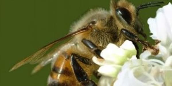 Buzzzzzzzz What Honeybees Do by Maine Author, Virginia Wright &nbsp;