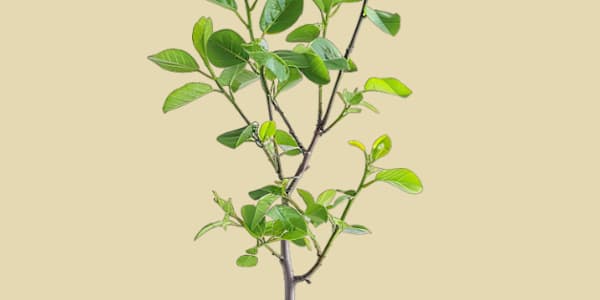 The Sapling Be mindful of who you surround yourself with and who you look