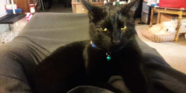 The Cat Door Incident &nbsp;It started, as most of Wick’s late-night