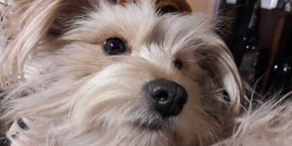 Keep calm, and carry on Shyla never pushed back. She never barked at Wick