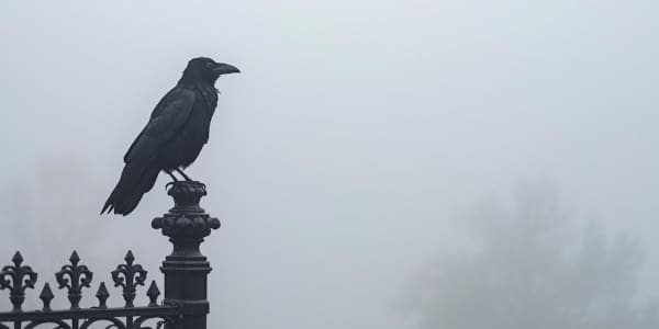 Raven Ridge Novella Cover Reveal!!! This story was always meant to be