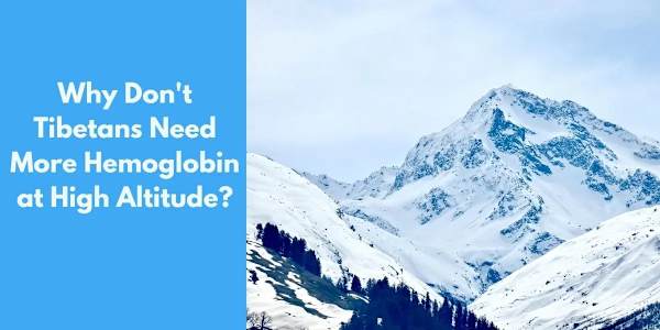 Why Don't Tibetans Need More Hemoglobin at High Altitude? Reading time: 6