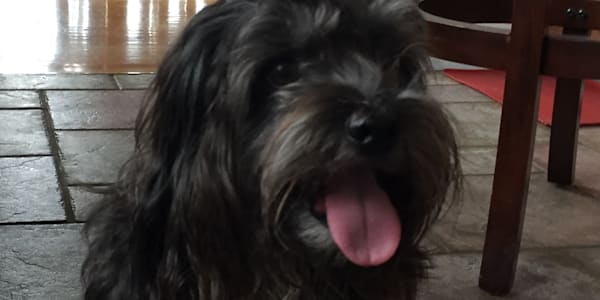 How many dogs does it take to change a lightbulb? – Author unknownGOLDEN