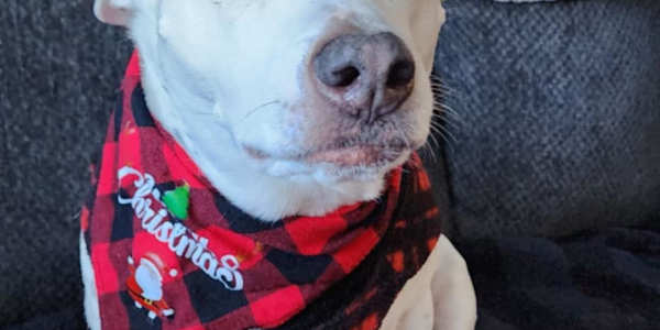 How my dog helps me write Everyone should have a dog, and mine is Blu.If I