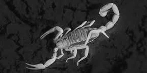 She the Scorpion He hadn’t wanted to force anything on her. He’d only