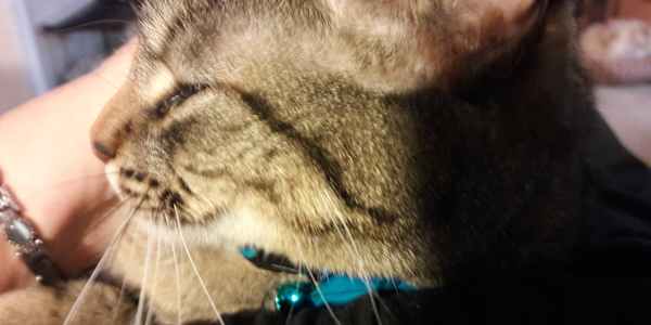 Jinx Makes Two (And Wick Approves... Silently) &nbsp;Wick had a rule. An