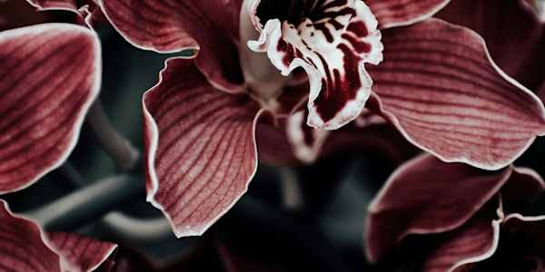 Never Got That Trial That odd day, a witness present, when I said I’d work