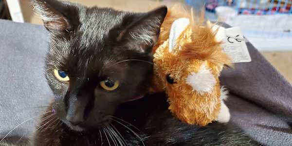 Rule 3 &nbsp;Rule three? Food belongs to the cat first.&nbsp;He learned