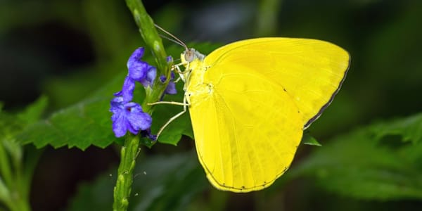 Angels and Butterflies On May 30th, 2015, I woke up with a single, foreign