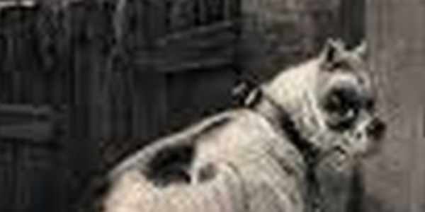 Sad Dog “Oh Sarah Bischoff, for shame. Did you actually let them talk you