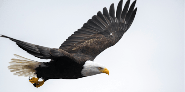Sunday beat - “Do Not Clip Your Wings”   Yes, many will measure your wings
