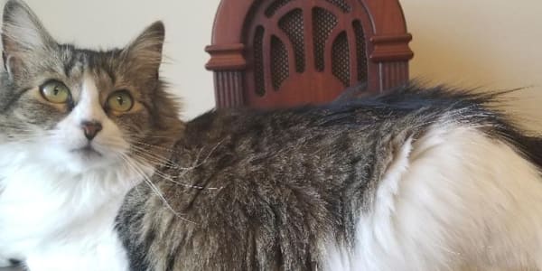 My Cat Cali Is Now Part of the Writing Process (Send Help) Writing can get