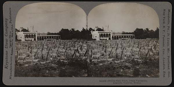 Henequen Haciendas in Yucatan and the Debt Peonage System By 1916 Yucatan