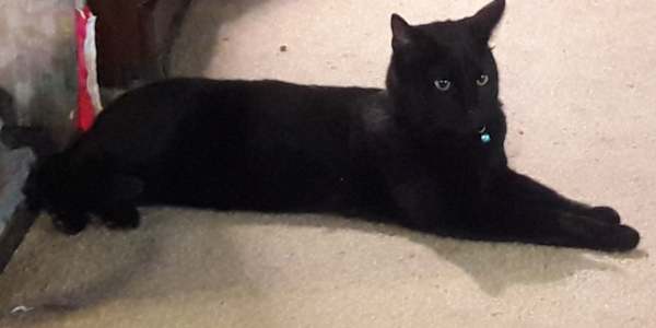 Surprise! He's Bold. Timmie had found him on Craigslist, listed by a single