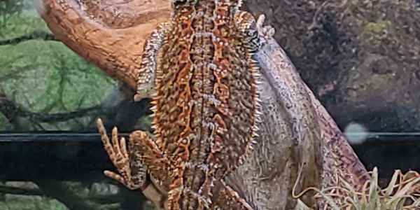 Long live the dragon &nbsp; &nbsp; Elliot woke up today with plans. Big