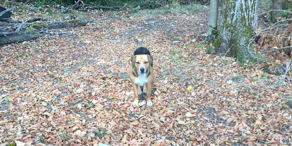 Leaves of Change "the boy knew, and the man remembered, by sudden upheaval,